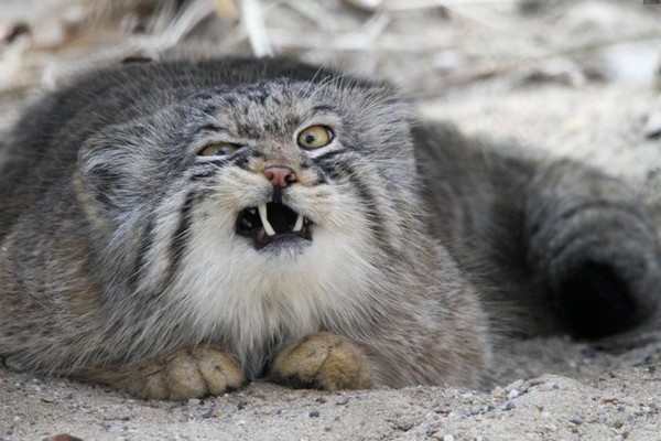 Pallas’s Cat