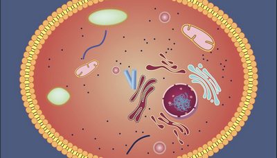 Cytoplasm