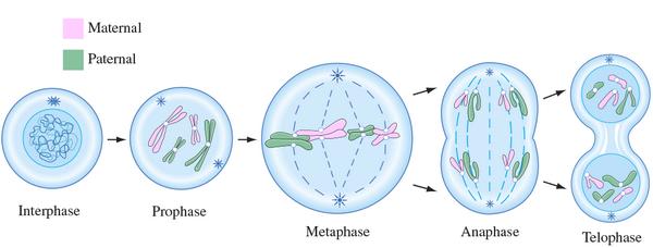 Stages of Mitosis