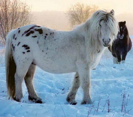 кінь якутської породи