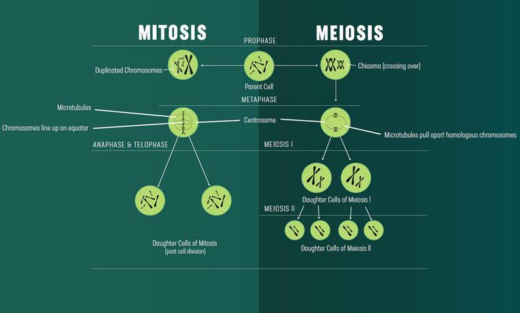 mitosis and meiosis