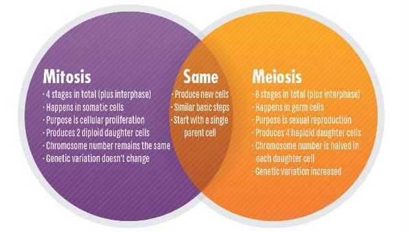 mitosis vs meiosis