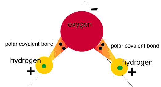 polar covalent bond