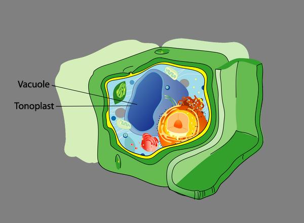 Vacuole