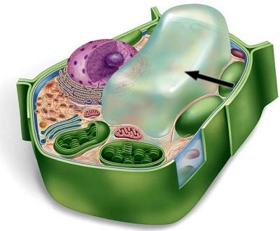 Vacuole