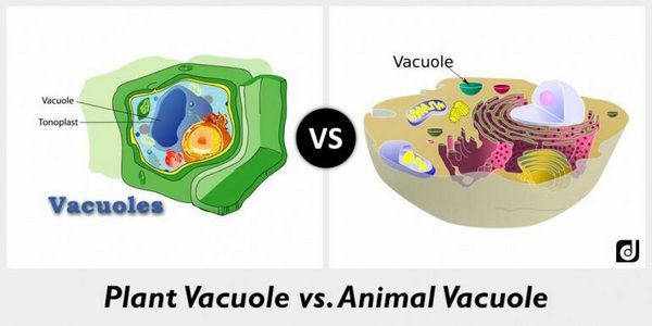 Vacuole