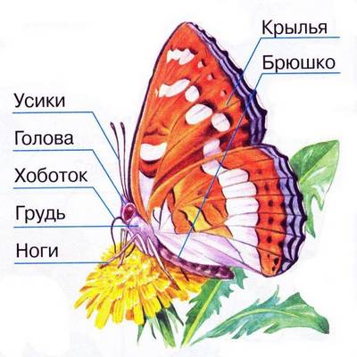 строение бабочки