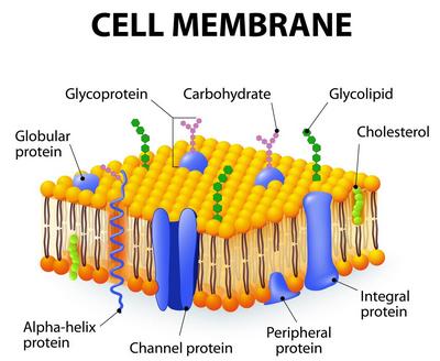 Cell Membrane