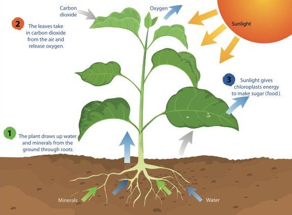 Photosynthesis