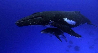 киты кормят своих детенышей