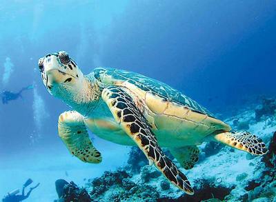 морська черепаха