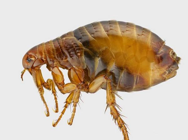 Human Flea