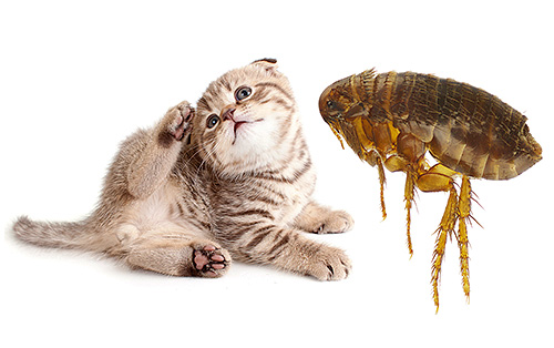 Cat Flea