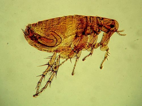 Southern Rat Flea