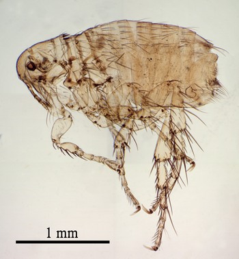 Dog Flea