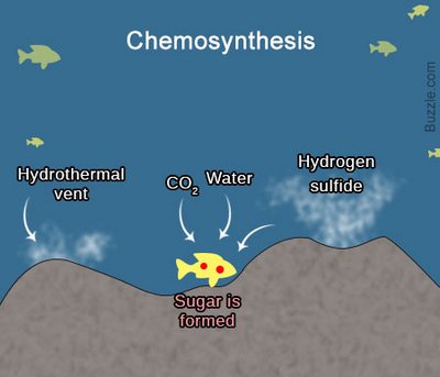Chemosynthesis process Chemosynthesis process picture