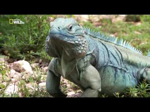 Blue Iguana