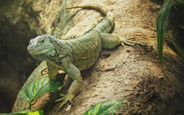 Iguana on tree