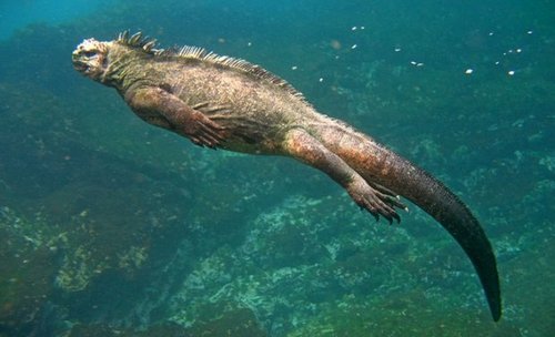 Giant Marine Iguana