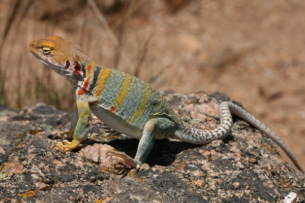 Collared Iguana