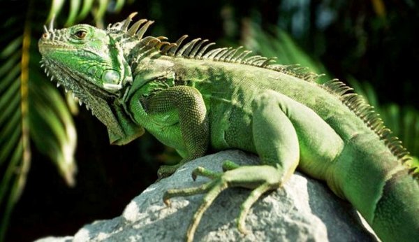 Green Iguana