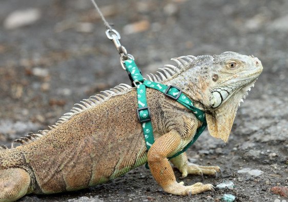 Iguana pet