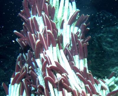 giant tube worm
