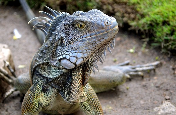 Iguana