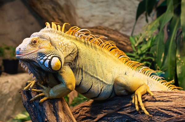 Iguana