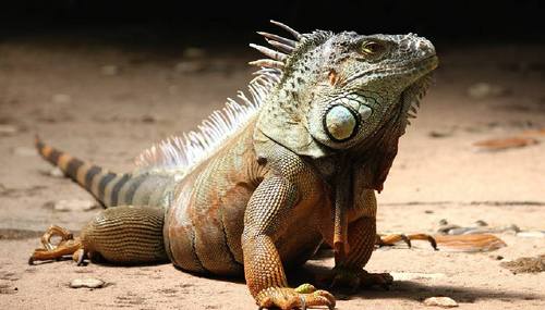 Iguana