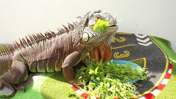 Iguana eat