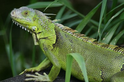 Iguana