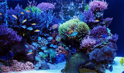 коралові рифи