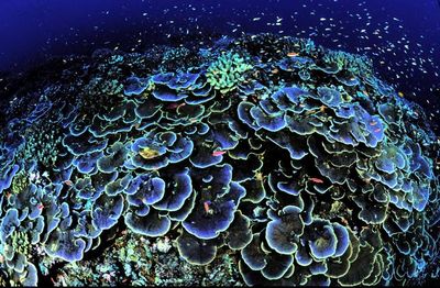 коралові рифи