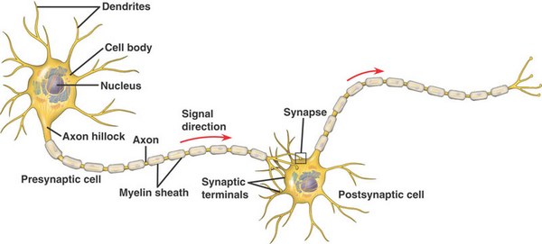 model of the biological neural network