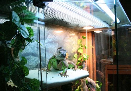 terrarium for iguana