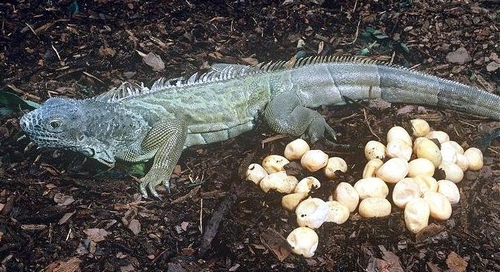 Eggs of iguana