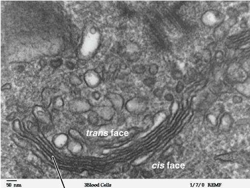 Golgi Apparatus