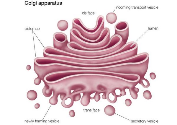 Golgi Apparatus