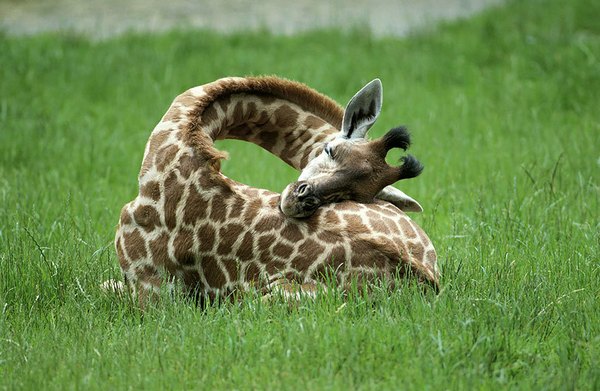 сплячий жираф