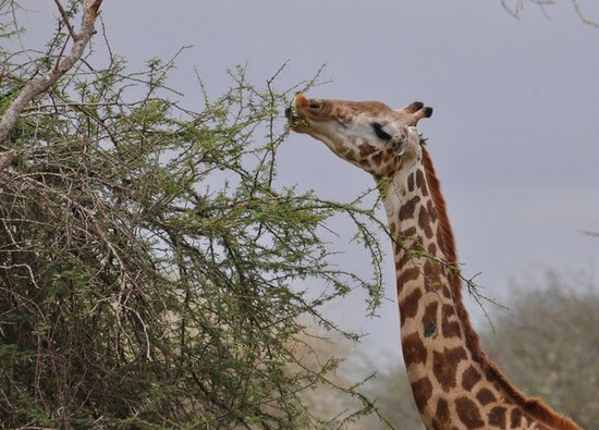 жираф їсть