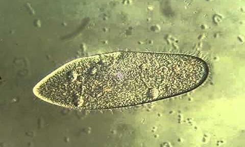 Paramecium Caudatum