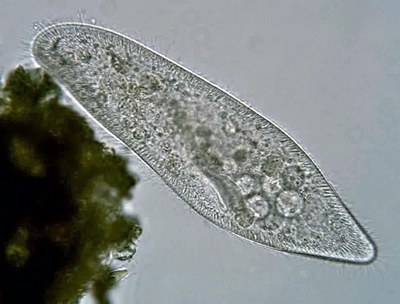 Paramecium Caudatum