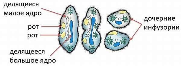 Размножение инфузории туфельки