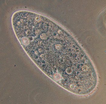 Ciliary Ciliates