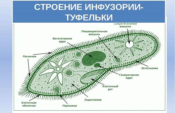 Будова інфузорії туфельки