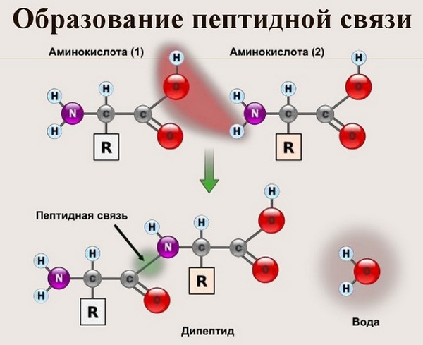 Утворення пептидного зв'язку