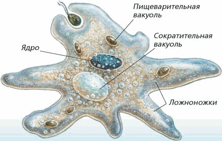 будова амеби звичайної