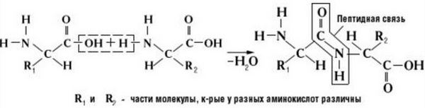 Молекула содержащая пептидные связи