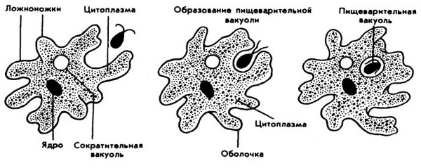 схема питания амебы